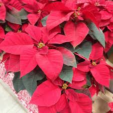 Classic Red Poinsettia For Christmas Christmas Poinsettia Classic Red