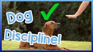 We did not find results for: How To Correctly Tell A Dog Off Dog Discipline Vs Punishment Youtube
