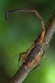 Scorpion 2020 Akrep Hayvanlar Bocek