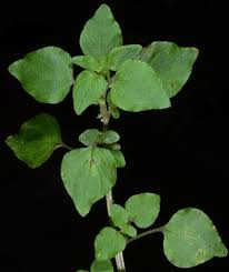 Image result for Parietaria debilis