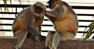 Abraham Hicks 100th Monkey Was The Renegade Monkey Youtube Pet Monkey Abraham Hicks Videos Animals