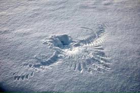 The Snow Angel Of Death From A Steller S Sea Eagle One Of The Largest Raptors Pics