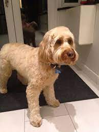 Nice Haircut Cockapoo Grooming Dog Haircuts Cockapoo Puppies