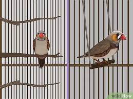 How To Breed Zebra Finches 15 Steps With Pictures Wikihow Pet