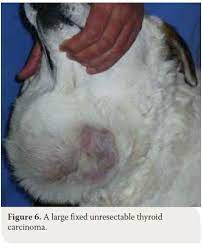 The scottish referral guidelines for suspected cancer specify urgent referral for patients meeting the following criteria:1. Canine Thyroid Tumours Diagnosis And Treatment Hellenic Journal Of Companion Animal Medicine