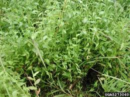 Image result for Arthraxon