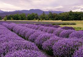 The Complete Guide To Growing Lavender For Profit Grocycle
