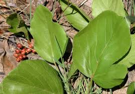 Image result for Lannea edulis