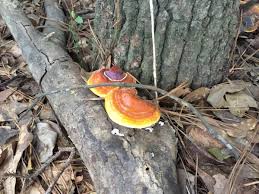 Image result for Ganoderma curtisii