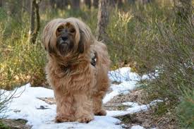 They are hyper allergenic and none moulting suitable for. Tibetan Terrier Vs Cockapoo Breed Comparison Mydogbreeds