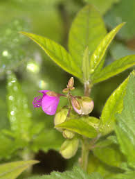 Image result for Polygala persicariifolia