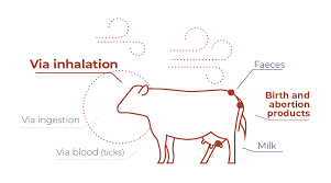 Image result for Q Fever