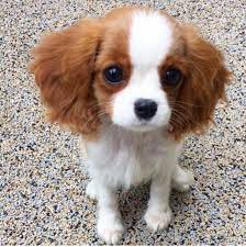 We did not find results for: King Charles Puppies For Sale Near Me Cavalier King Charles Dog King Charles Puppy Puppy Adoption