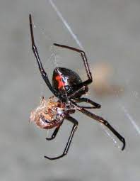 It is slightly erratic in appearance and made with stronger silk than most understand the dangers. Black Widow Spider Identification Owlcation