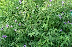 Image result for Barleria