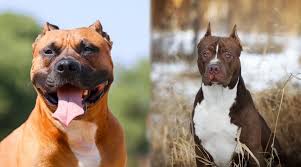 Over the years, staffordshire bull terriers have received a lot of undeserved bad press and as such many dogs find their way to rescue centres and animal shelters all over the country. American Staffordshire Terrier Vs Pitbulls What S The Difference