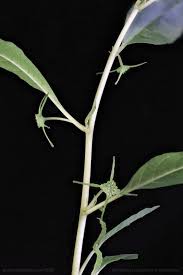 Image result for Dorstenia cuspidata