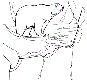 These polar bear coloring pages free printable will introduce your kid to the polar bear in its natural habitat. Bears Coloring Pages And Printable Activities