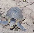 Sea turtle (any turtle that inhabits oceans). Penyu Wikipedia Bahasa Melayu Ensiklopedia Bebas