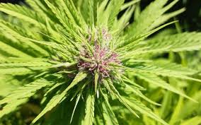 Image result for Cannabis sativa