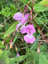 Image result for Impatiens zombensis