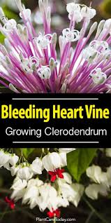 The botanical name dicentra comes from the greek dis, twice, and kentron, a spur. Growing Clerodendrum Plant How To Care For The Bleeding Heart Vine Bleeding Heart Vine Bleeding Heart Flowering Vines