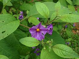 Image result for Lycianthes rantonnetii