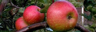 elstar jonagold delcorf en meer appelbomen vindt u in de fruitbomenkwekerij van alkema hoveniers maak uw keuze en ontdek meer fruitbomen appels hovenieren