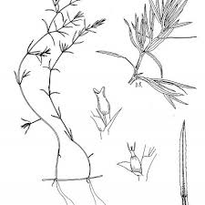 Image result for Najadaceae