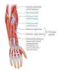 The arm's curved shape comes from its major exterior muscles. Human Anatomy For The Artist The Dorsal Forearm Part 3 The Final Chapter Human Anatomy Muscular System Anatomy Human Anatomy For Artists