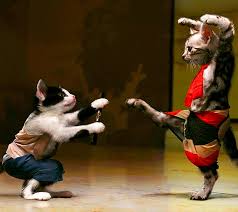 Part 2 if you like this type of videos please let us know in. Karate Cat Funny Hd Wallpaper Peakpx