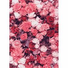 Beautiful white roses as wedding background. Allenjoy Photographic Studio Background Pink White Rose Garden Romantic Nature New Arrivals Vinyl Photocall Photography Backdrop Background Aliexpress