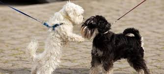 Soft, delicious dog treats great for everyday treating or training. Goldendoodle Treats Archives Goldendoodles 101