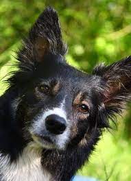 Pin On Youdids Dogz