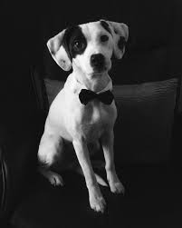 American Bulldog Beagle Mix Black And White Beagle Jack Russell Mix Black And White Pets Photos Jack Russell Animal Photo Jack Russell Dogs