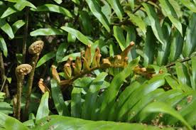 Image result for Blechnum tabulare