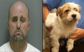 Arrest Made in Duct-Taped Dogs Investigation