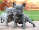 Our Blue French Bulldog Puppies for Sale