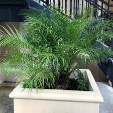 Pygmy Date Palm Care Tips On Growing Phoenix Roebelenii Understory Plants Palm Tree Care Small Palm Trees