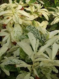 We did not find results for: Thai Snow West Indian Jasmine Plant Ixora Urban Tropicals