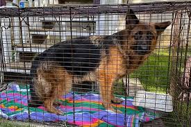 Check spelling or type a new query. Abandoned German Shepherds Rounded Up In Nj 10 And Counting