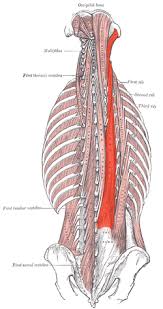 .upper back muscles running, upper back neck muscle pain, human muscles, strengthening your upper back muscles, upper back muscles chart 12 photos of the back muscles chart back muscles chart, back muscles diagram and ligaments, back. Longissimus Wikipedia
