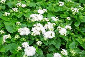 Image result for Ageratum