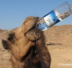 How much water can a camel drink at one time? How Much Water Does Camel Drink At One Time