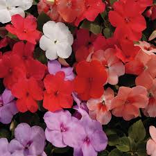 Image result for Impatiens