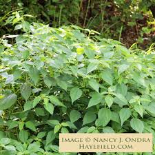 Image result for Ottelia cylindrica