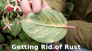 It is specific to roses, and appears in spring and persists until the leaves fall. Get Gardening Getting Rid Of Rust Youtube