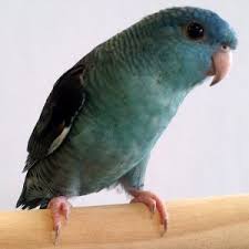 Lineolated Parakeet Facts Care As Pets Behavior Price Pictures Parakeet Parakeet Names Parakeet Cage
