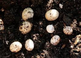 This is because when the temperatures are cool enough for the incubation process, the neonate will take a longer period of time absorbing the yolk hence hatching bigger and healthier reptiles. Where Do Anoles Lay Their Eggs Anole Annals