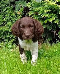 Image result for Velký münsterlandský ohař